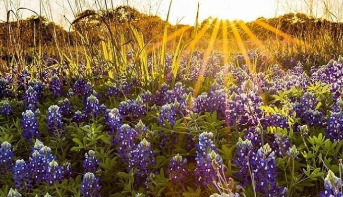 Perfect Instagram Posts of Texas Bluebonnets You Won’t Want to Miss