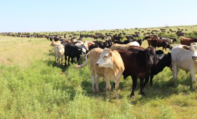 Birdwell and Clark Ranch Featured for Advancements in Land Stewardship With Great Results