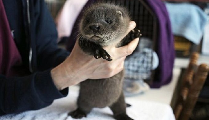 And Then There Were 3: Otter Pups Born at SA Zoo