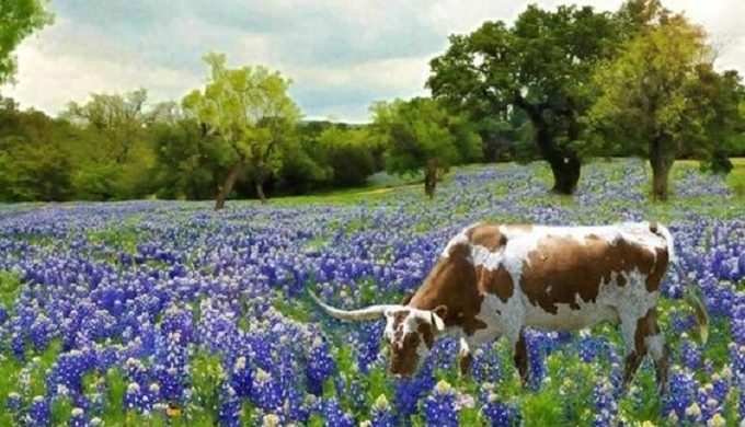 5 Perfect Reasons to Tour the Texas Hill Country this Spring