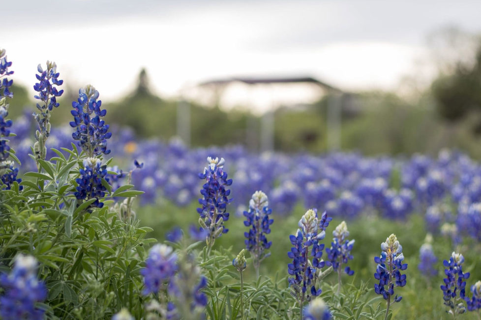 Mountain Home Texas Texas Hill Country