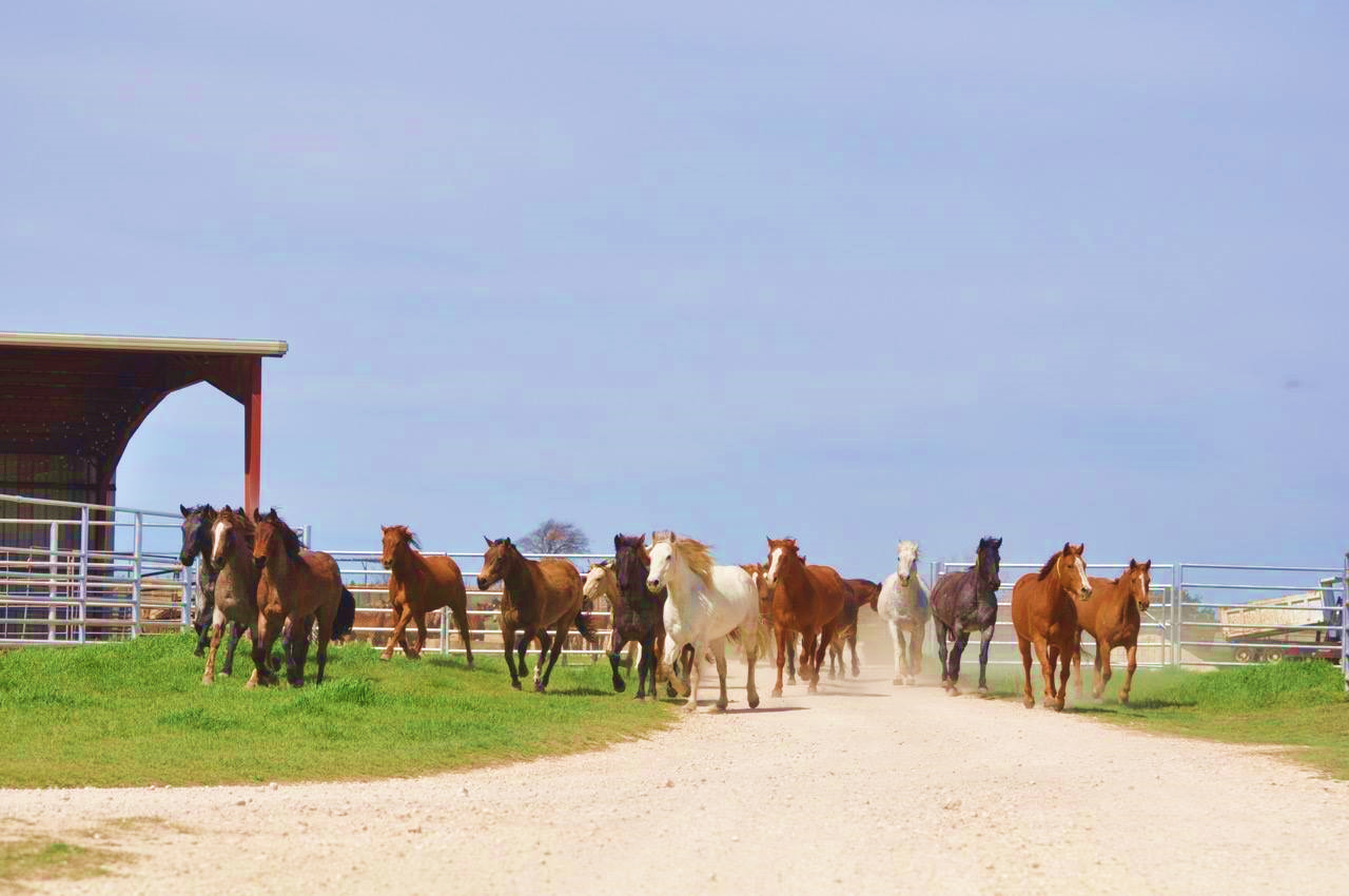 Wagon Wheel Ranch Legendary Horse Herd to be Sold Off
