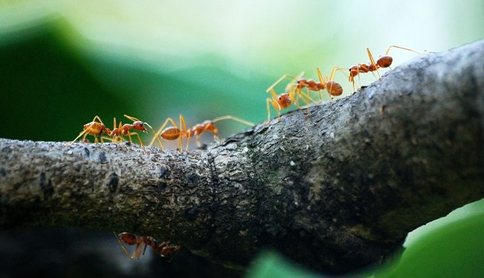 Tips for Bluebonnet Sight-Seeing (Minus the Critters)