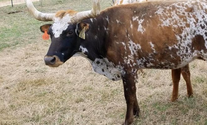 More Than 200 Longhorns Seized from Hill County Are Up For Adoption