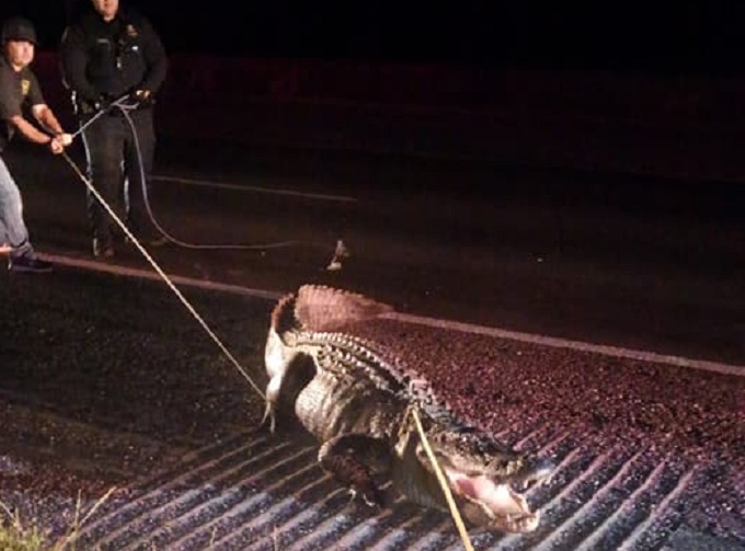 Cowboy Ropes Massive Alligator Stopping Texas Traffic in Its Tracks