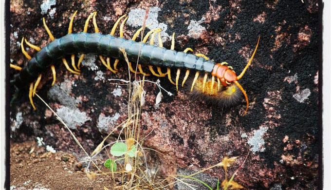 Texas Centipedes: 3 Things You Probably Don't Want to Know