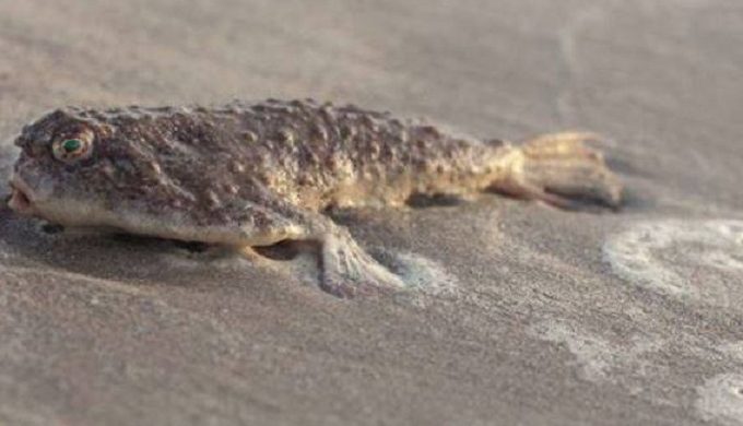 Deep Sea Fish Washes Up on Texas Shores Leaving Photographer Scratching Head