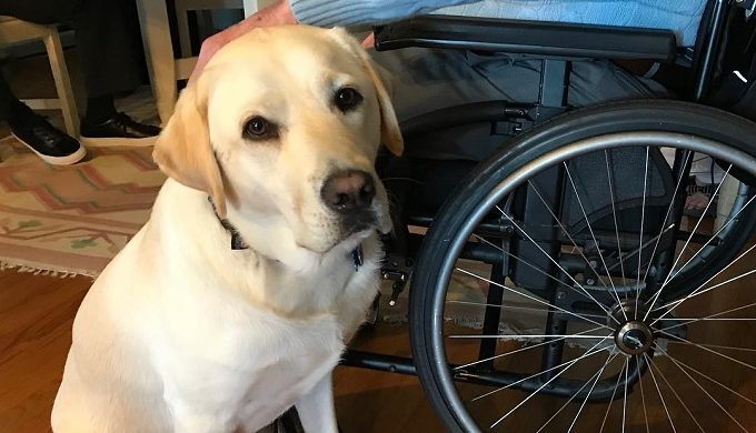 Service Dog to Former President Will Assist Wounded Soldiers