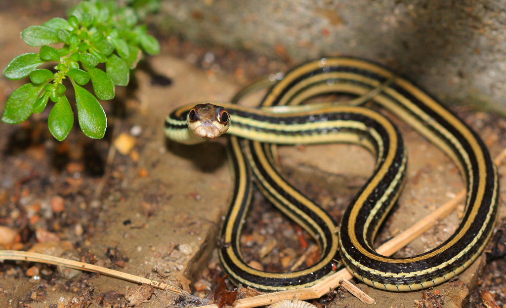 brown snake with white stripes in texas