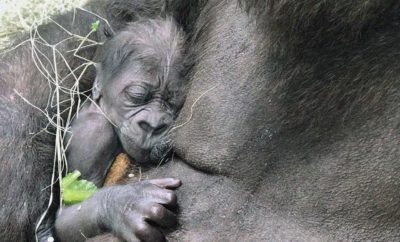 First Baby Gorilla Born at the Dallas Zoo in 20 Years Makes Its Debut