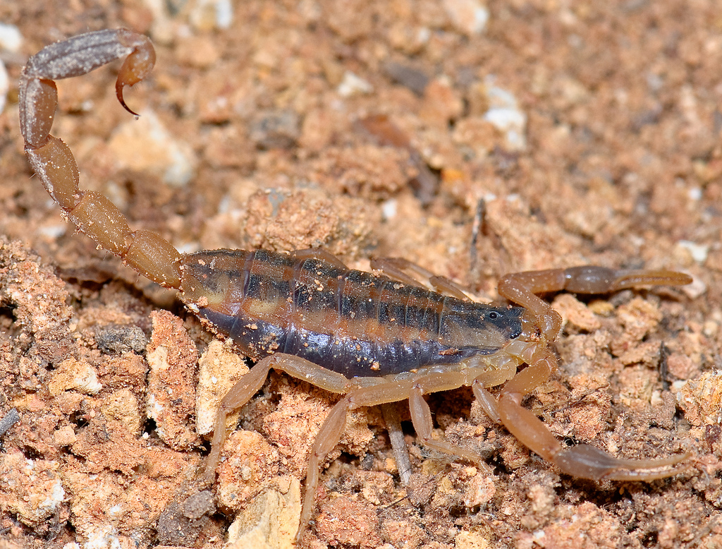 Seven Most Dangerous Creatures Native to Texas According to Houston Museum of Natural Science
