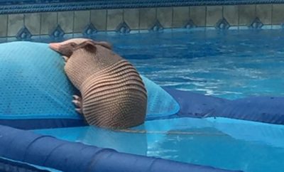 Armadillo Chills in East Texas Pool While Family is Away on Vacation