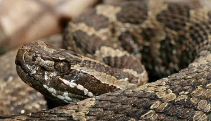 Man With Healthy Fear of Snakes ‘Screamed Like a Little Girl’ When Confronted by Rattler