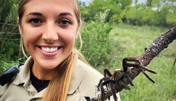 Texas Brown Tarantula Mating Season Happens in 5, 4, 3…