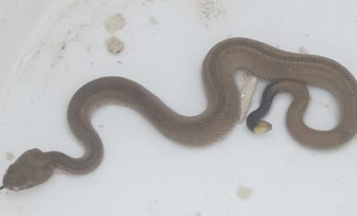 Rare Diamondback Among 60 Venomous Snakes Found in Texas Town