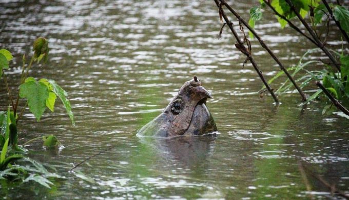 Largest Population of ‘Ancient’ Turtles in Texas May be in Buffalo Bayou