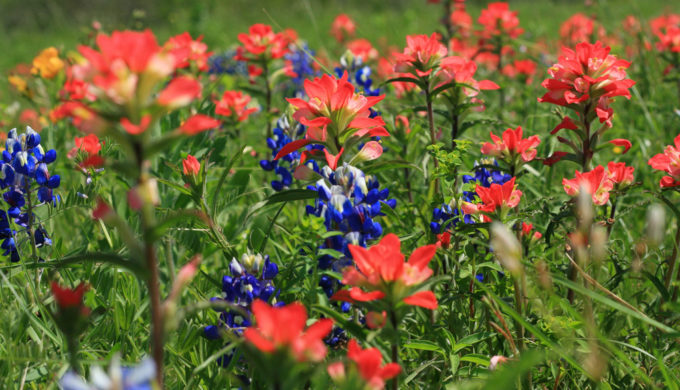 3 Great Destinations for Taking a Texas Wildflower Road Trip