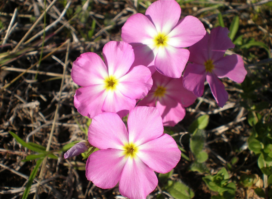 Goldeneye Phlox