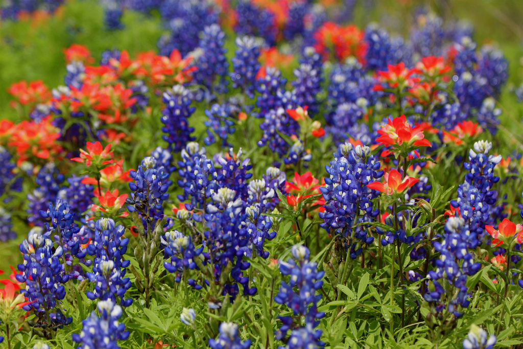 red indian paintbrush texas wildflowers