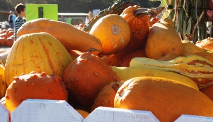 5 Pumpkin Patches You Can’t Miss This Fall