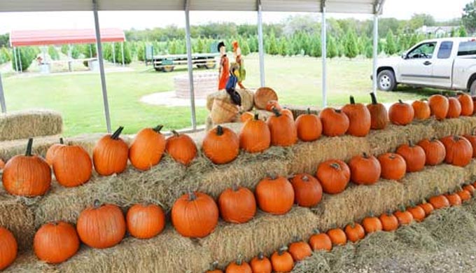 5 Pumpkin Patches You Can’t Miss This Fall