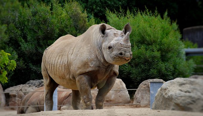 Grand Opening Date for San Antonio Zoo’s New Rhino Exhibit