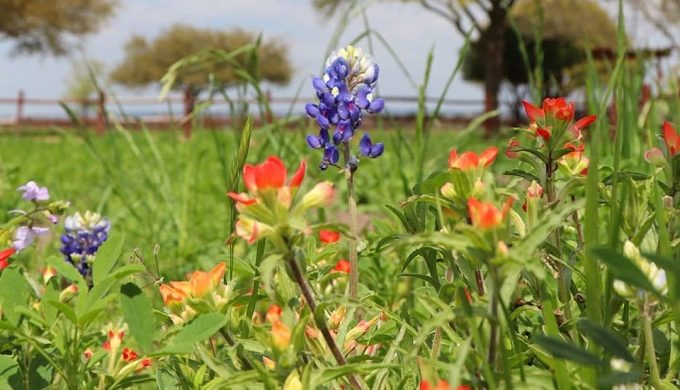 The Largest Wildflower Farm in the U.S. is in Texas and it’s Breathtaking