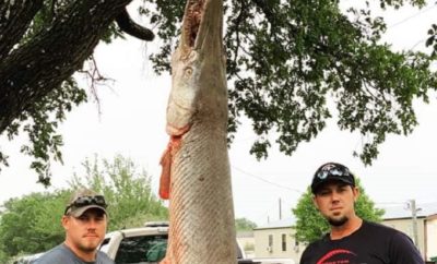 Massive 198-Pound Alligator Gar Caught by Anglers on the Brazos River