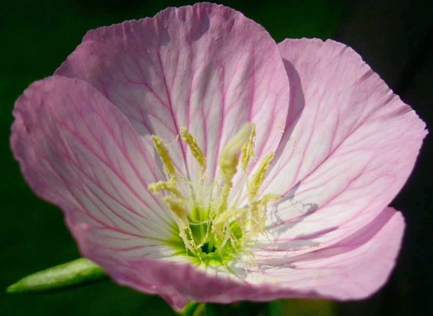 pink buttercup flower texas