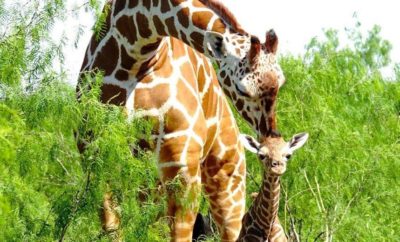 Video: See a Baby Giraffe Birth in the Texas Hill Country