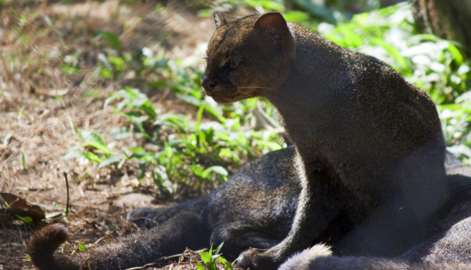Jaguarundis Is The Mystery Of Texas Black Panther Sightings Solved