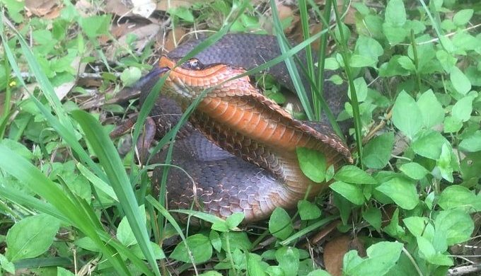 Rare Cobra-like Snake Sighting at Brazos Bend State Park