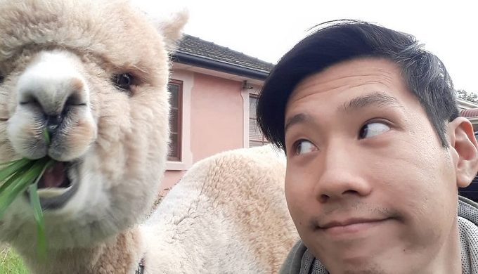 Alfie the Alpaca Takes Over the Internet: The Cutest Pet on Instagram?