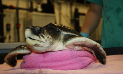 Cold-Stunned Sea Turtles Being Rescued off South Texas Coast