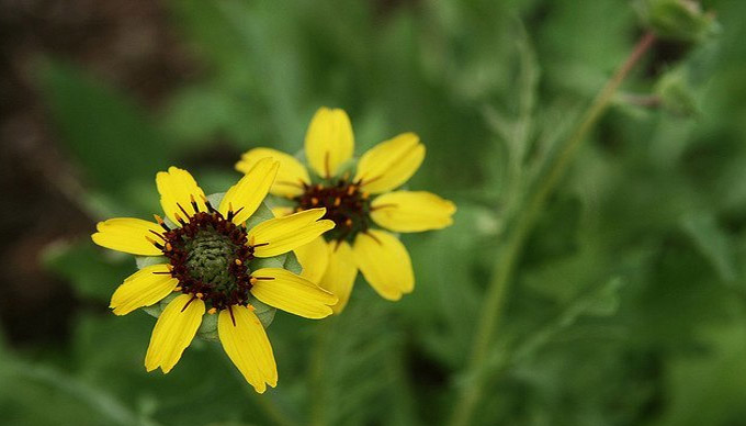 6 Texas Wildflowers That Are Roadside Showstoppers