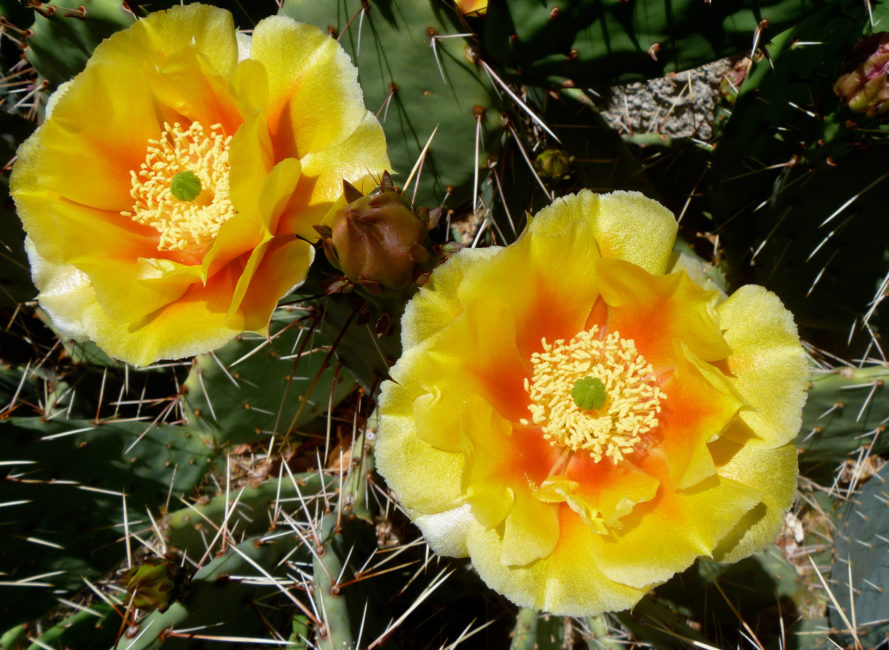 Prickly Pear Cactus