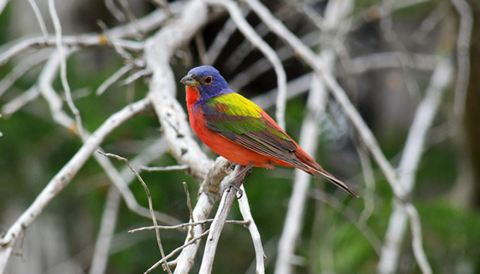 7 Great Places for Birding in The Hill Country