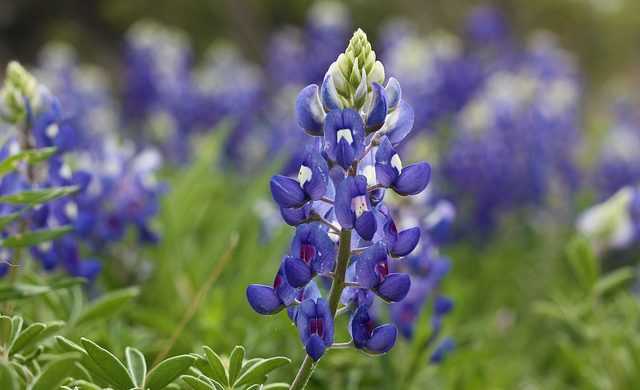 Bluebonnet Bluebonnet