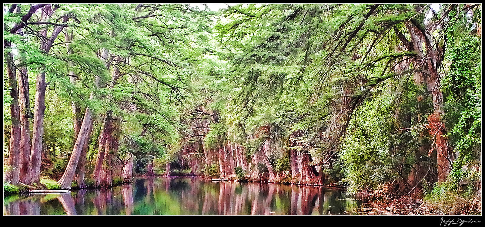 Cypress grove in Leakey. Texas Hill Country