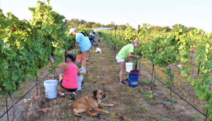Creating a Masterpiece: A Wine Harvest at Ab Astris Vineyards