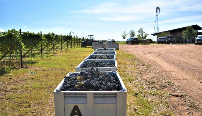 Creating a Masterpiece: A Wine Harvest at Ab Astris Vineyards