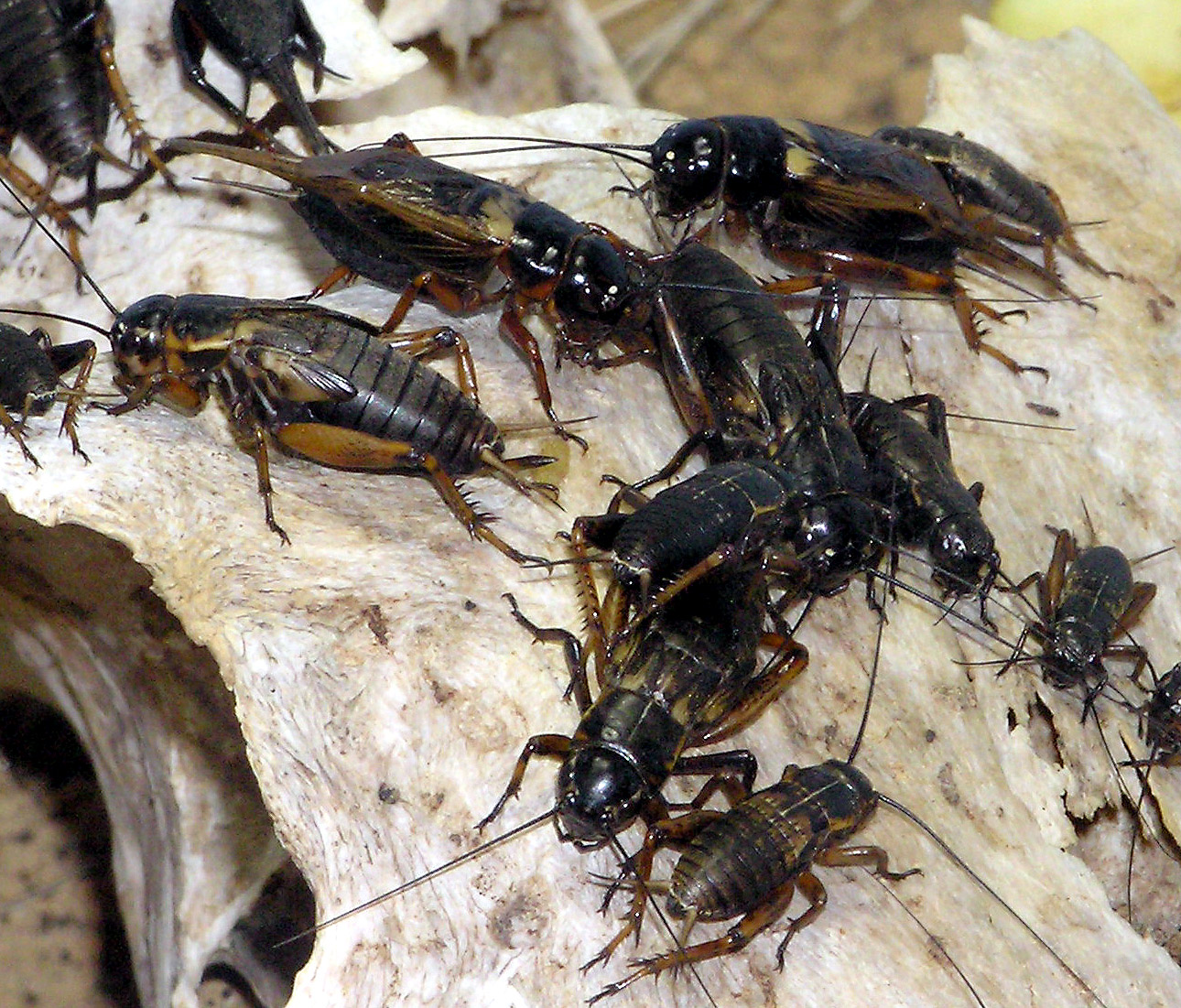 North Texas Under Invasion by Massive Swarm of Crickets Texas Hill