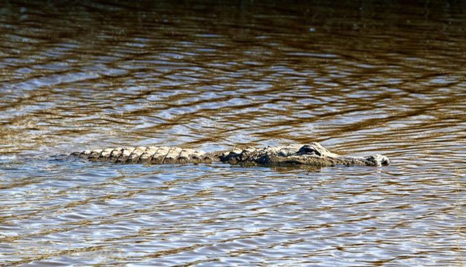 Alligator in the National Wildlife Preserve in Anahuac