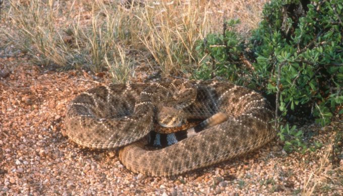 Another image of a Western Diamondback Rattlesnake