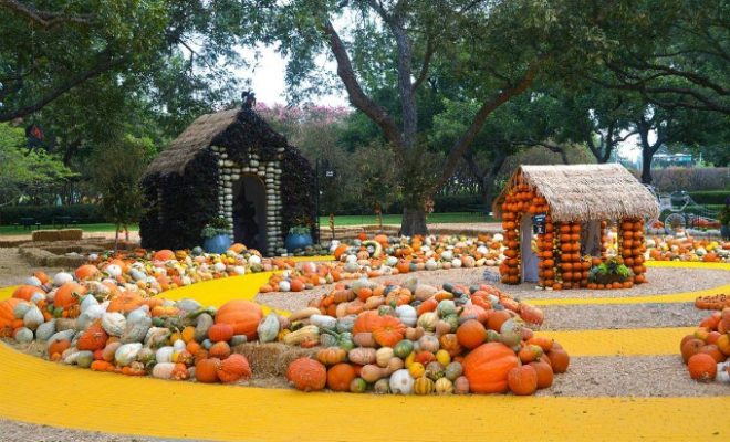 dallas botanical gardens pumpkin patch