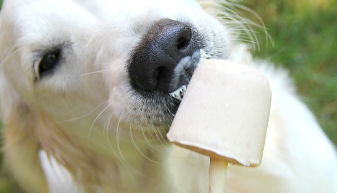 Banana Pup Pops for keeping pets cool
