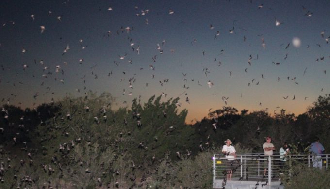 Bats Emerge Nightly from Devils Sinkhole State Natural Area in the Summer Months