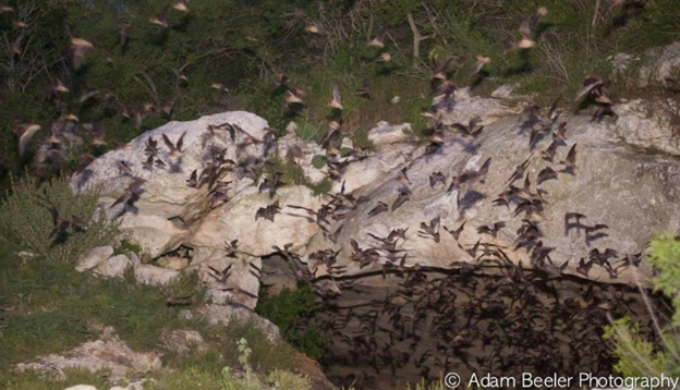 thousands of bats exiting cave