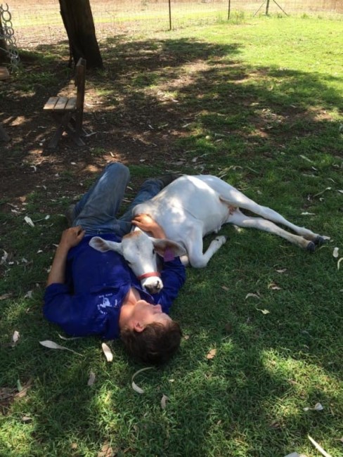 FB/Beryl the Brahman