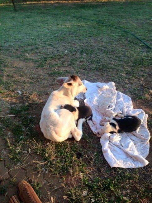 FB/Beryl the Brahman